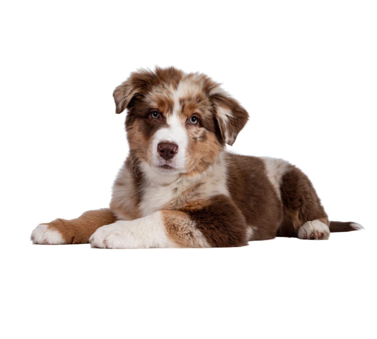 clinica veterinaria symay en zaragoza espacialistas