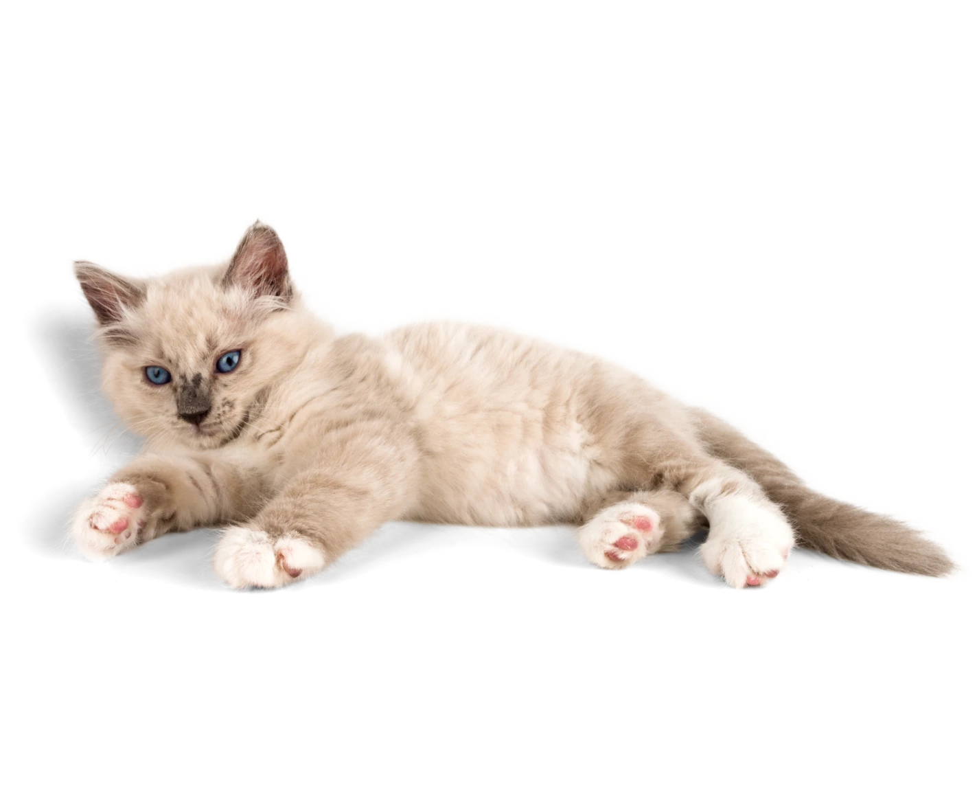 clinica veterinaria symay felino