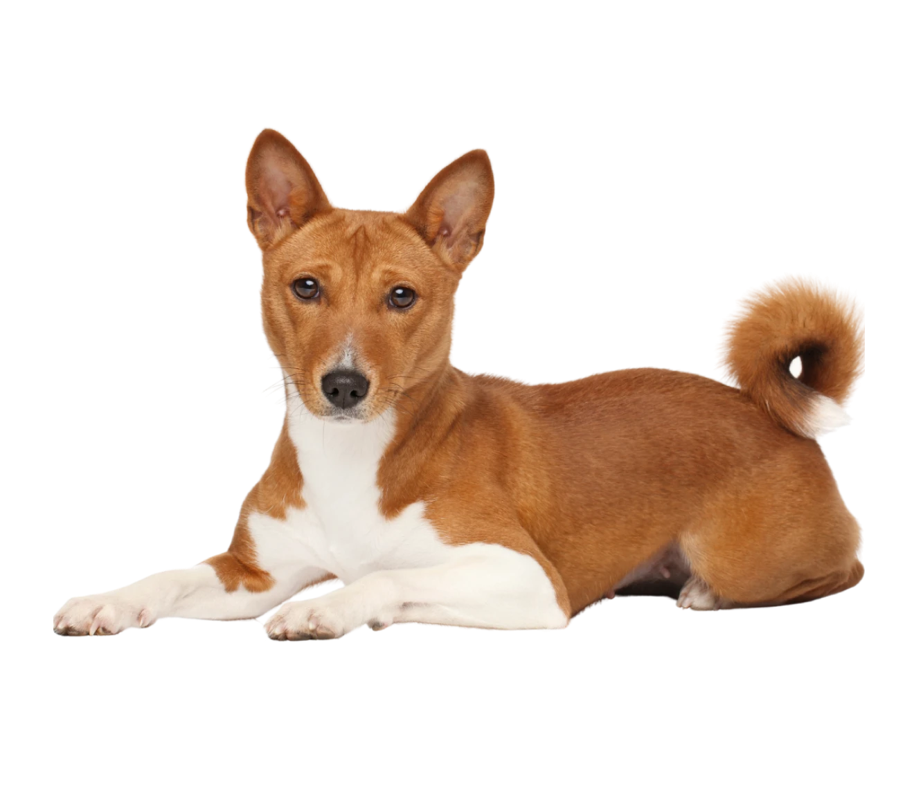 clinica veterinaria symay perro