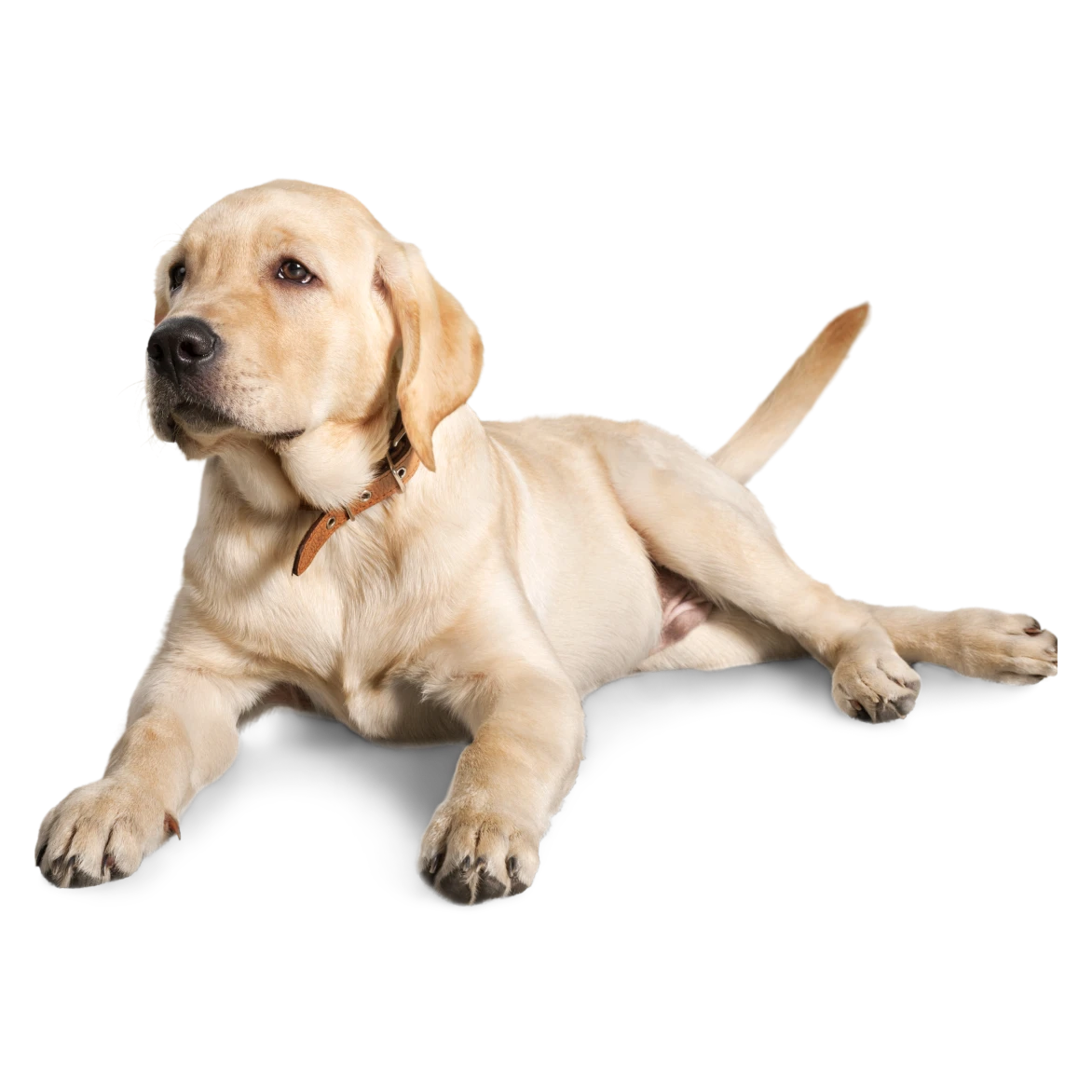 clinica veterinaria symay perros